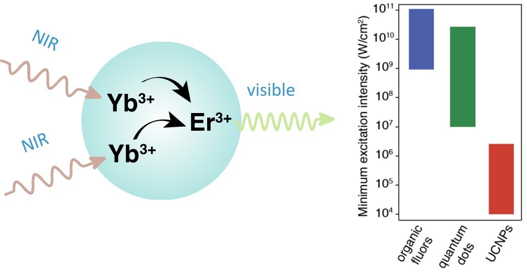 UCNPs are extremely efficient at converting low-energy light into higher-energy photons